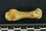 Bearded Seal (Metacarpal 2 (Left) - Lateral)