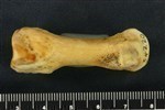 Bearded Seal (Metacarpal 3 (Left) - Lateral)