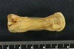 Bearded Seal (Metacarpal 4 (Left) - Lateral)
