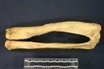 Bearded Seal (Fibula (Left) - Anterior)