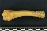 Bearded Seal (Metatarsal 1 (Right) - Lateral)