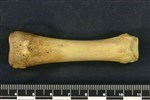 Bearded Seal (Phlanx Proximal (Pes) (Right) - Anterior)