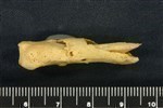Bearded Seal (Phalanx Distal (Pes) (Left) - Medial)