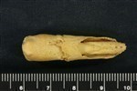 Bearded Seal (Phalanx Distal (Pes) (Left) - Anterior)