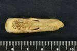 Bearded Seal (Phalanx Distal (Pes) (Left) - Posterior)