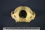 Bearded Seal (Cranium (Axial) - Cranial)