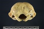 Bearded Seal (Cranium (Axial) - Caudal)