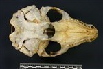Bearded Seal (Cranium (Axial) - Ventral)