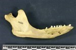 Bearded Seal (Mandible Right (Right) - Right)
