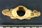 Bearded Seal (Cervical Vertebrae 1 - Atlas (Axial) - Caudal)