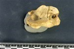 Bearded Seal (Cervical Vertebrae 1 - Atlas (Axial) - Right)