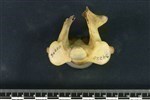Bearded Seal (Cervical Vertebrae 2 - Axis (Axial) - Cranial)