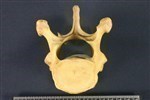 Bearded Seal (Thoracic Vertebrae Last (Penultimate) (Axial) - Cranial)