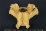 Bearded Seal (Lumbar Vertebrae 1 (Axial) - Dorsal)