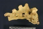 Bearded Seal (Sacrum (Axial) - Right)