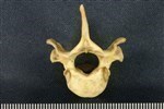 American Beaver (Thoracic Vertebrae Middle (Axial) - Caudal)