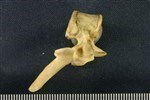American Beaver (Thoracic Vertebrae Middle (Axial) - Left)
