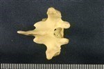 American Beaver (Thoracic Vertebrae Middle (Axial) - Dorsal)