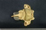 American Beaver (Thoracic Vertebrae Middle (Axial) - Ventral)