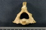 American Beaver (Cervical Vertebrae 3 (Axial) - Cranial)