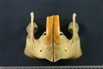 American Beaver (Jaw (Axial) - Cranial)
