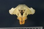 American Beaver (Cranium (Axial) - Cranial)