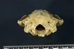 American Beaver (Cranium (Axial) - Caudal)