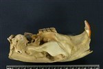 American Beaver (Cranium (Axial) - Left)
