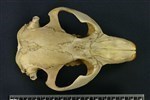 American Beaver (Cranium (Axial) - Dorsal)