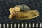 American Beaver (Phalanx Distal (Pes) (Left) - Medial)