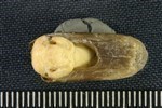 American Beaver (Phalanx Distal (Pes) (Left) - Posterior)