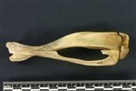 American Beaver (Tibia (Left) - Lateral)