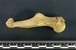 American Beaver (Humerus (Right) - Lateral)