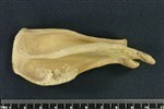 American Beaver (Scapula (Left) - Lateral)