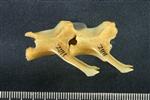 Snowshoe Hare (Lumbar Vertebrae Middle (Axial) - Right)