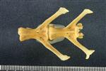 Snowshoe Hare (Lumbar Vertebrae Middle (Axial) - Ventral)