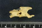 Snowshoe Hare (Cervical Vertebrae 3 (Axial) - Right)
