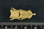 Snowshoe Hare (Cervical Vertebrae 3 (Axial) - Dorsal)