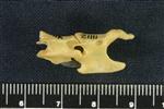 Snowshoe Hare (Cervical Vertebrae 2 - Axis (Axial) - Left)