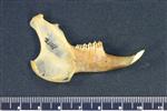 Snowshoe Hare (Mandible Right (Right) - Right)