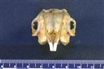 Snowshoe Hare (Cranium (Axial) - Cranial)