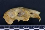 Snowshoe Hare (Cranium (Axial) - Right)