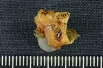 Snowshoe Hare (Distal Tarsal 1 - 1st Cuneiform (Right) - Proximal)