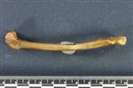 Snowshoe Hare (Femur (Right) - Lateral)