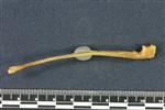 Snowshoe Hare (Ulna (Left) - Lateral)