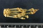 American Marten (Carpal Accessory - Pisiforme (Right) - Posterior)