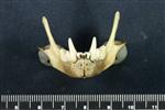 American Marten (Jaw (Axial) - Cranial)
