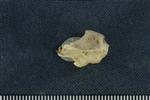 American Marten (Cervical Vertebrae 1 - Atlas (Axial) - Right)
