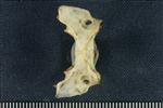 American Marten (Cervical Vertebrae 1 - Atlas (Axial) - Ventral)