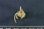 American Marten (Cervical Vertebrae 3 (Axial) - Caudal)